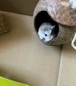 IMG_0070 resized 650.webp IMG_0070 resized 650.webp