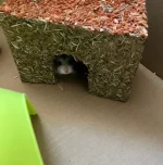 IMG_0078 resized 650.webp IMG_0078 resized 650.webp