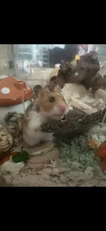 IMG_7994.png IMG_7994.png