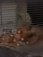 IMG_20250601_221927.webp IMG_20250601_221927.webp