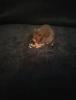 IMG_20250517_112418.webp IMG_20250517_112418.webp