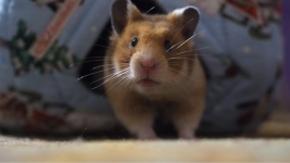 Higgins thumbnail.png