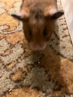 IMG_2331 jpeg.webp IMG_2331 jpeg.webp