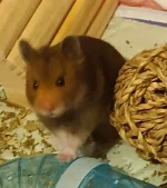 Messenger_creation_1DAF3E5E-D078-4794-BEF1-03E34A9B48E8.webp Messenger_creation_1DAF3E5E-D078-4794-BEF1-03E34A9B48E8.webp