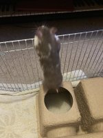 IMG_4492.jpeg