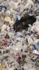ComfyNest.webp