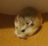 IMG_20250209_090955_165~2.jpg