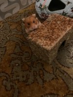 IMG_2857.jpeg