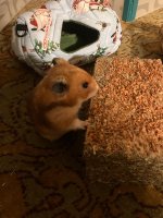 IMG_2858.jpeg