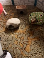 IMG_2865.jpeg