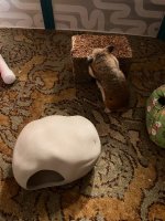 IMG_2866.jpeg