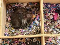 IMG_4162.jpeg