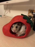 IMG_0661.jpeg