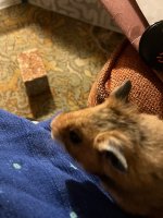 IMG_2903.jpeg