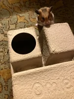 IMG_2909.jpeg