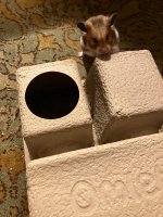IMG_2909.jpeg