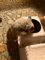 IMG_2911.jpeg