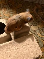 IMG_2912.jpeg