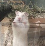 Stig Syrian Hamster.jpg