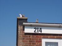 IMG_8113.jpeg