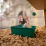 Omlet sand bath 1.webp Omlet sand bath 1.webp
