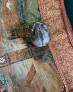 IMG_1975.webp IMG_1975.webp