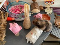 IMG_8126.jpeg IMG_8126.jpeg
