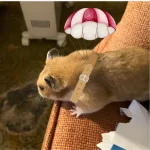 Hamster parachute.webp