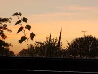 IMG_20250803_051322402.webp