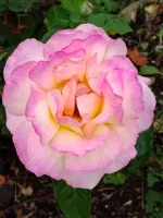 IMG_20250827_065505347.webp