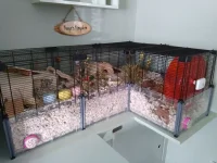 KAGE'S NEW SET UP.webp KAGE'S NEW SET UP.webp