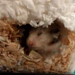 sleepy.webp