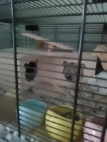 KAGE'S SUITE 1.webp