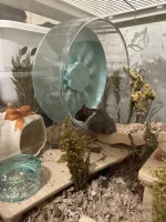 baby hammy 2025.webp