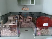 KAGE'S 2ND EXTENSION.webp