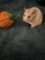 IMG_6772.webp IMG_6772.webp