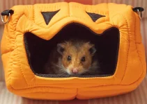 PA240891_1.webp PA240891_1.webp