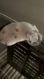 IMG_1344.webp IMG_1344.webp