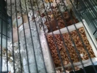 KAGE'S JAR -TAXI.webp KAGE'S JAR -TAXI.webp