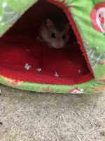 Snooze cube.webp Snooze cube.webp