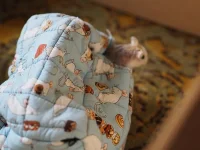 P5312571 resized 600.webp P5312571 resized 600.webp