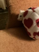 IMG_1867.webp IMG_1867.webp