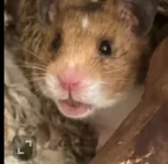 IMG_0994.webp IMG_0994.webp