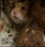 IMG_0995.webp IMG_0995.webp