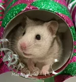 5 Matt's Luna text.webp