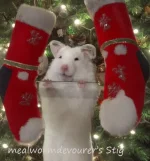 9 mealwormdevourer's Stig text.webp