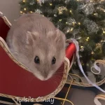 16 Tulsi's Cindy Text.webp