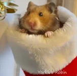 21 Yorkie's Robin text.webp