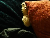 P8241713 shrunk.webp