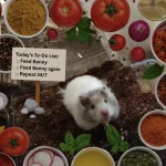 Today’s To-Do List ☐ Feed the hamster ☐ Feed the hamster again ☐ Repeat 247.webp